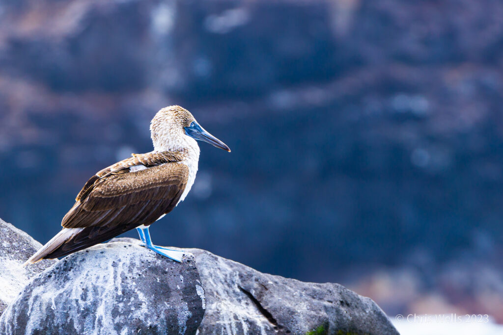 Blue-footed Boobie on a rock
